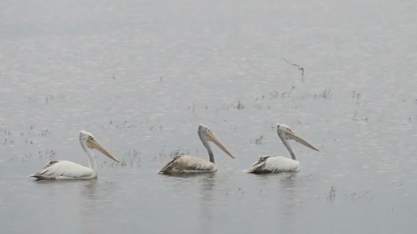 Pelicans nageant dans le lac — Video