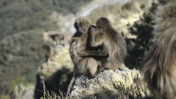 Parque Nacional Gelada baboonsin — Vídeo de stock