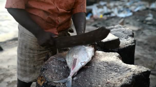 Pescador fazendo evisceração do peixe — Vídeo de Stock