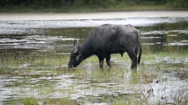 Búfalo de agua asiático doméstico — Vídeos de Stock