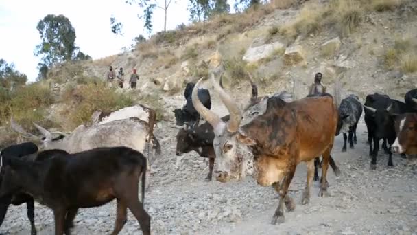 A Men Herd Cows — Stock Video