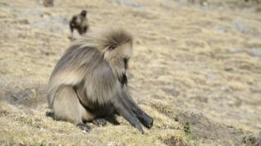 Milli Park'ta Gelada babunlar