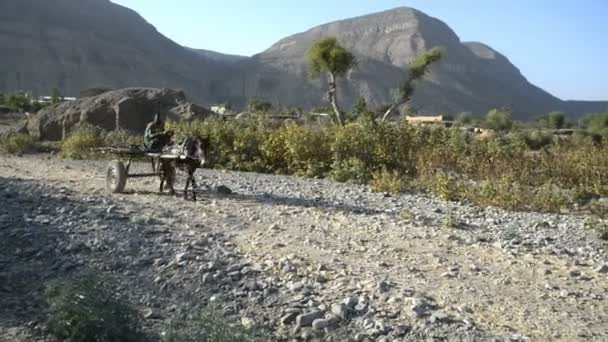 A Man ride on a donkey cart — Stock Video