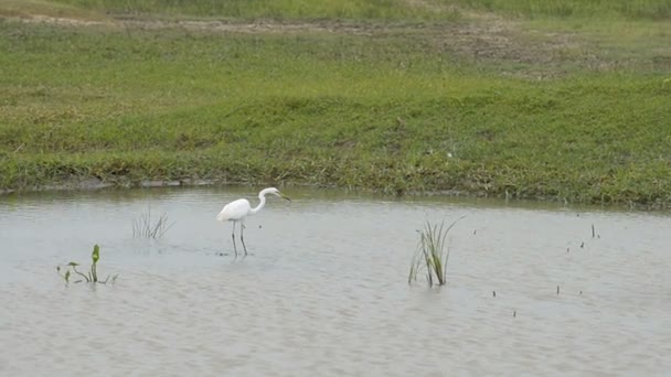 Kumana Nationaal Park — Stockvideo