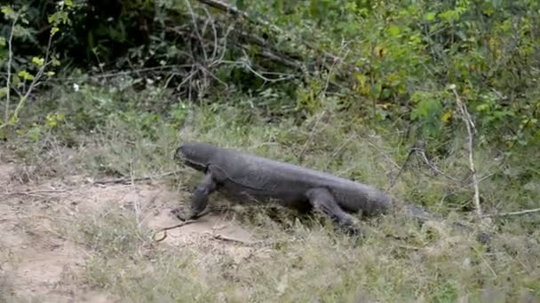 Dragón de Komodo en el bosque — Vídeos de Stock