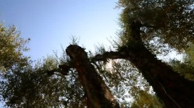 zeytin ağaçlarının taç içgörü