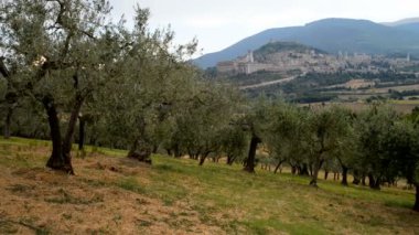 plantation of olive trees