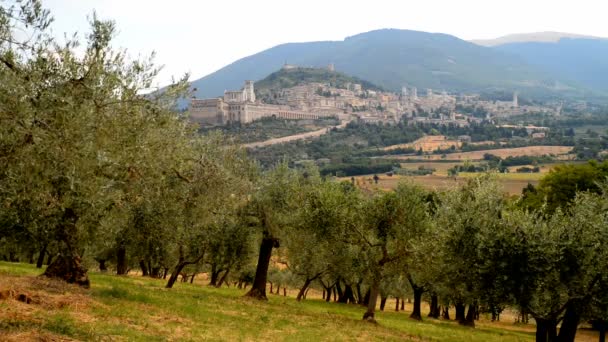 plantation of olive trees