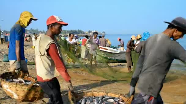 Fishermen removing fish from nets — Stock Video