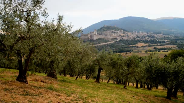 Plantation of olive trees — Stockvideo