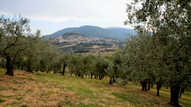 Plantation of olive trees — Stockvideo