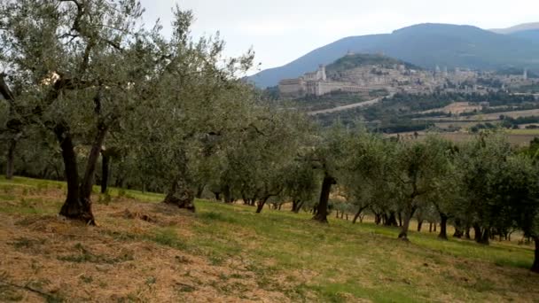 Plantation of olive trees — Stockvideo
