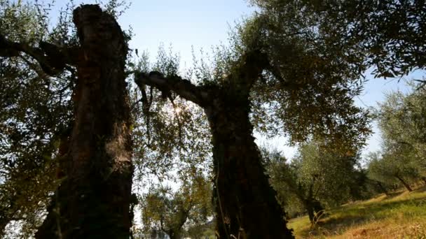Einblick in die Krone von Olivenbäumen — Stockvideo
