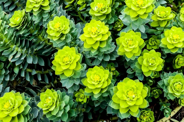Helder groene bladeren en bloemen — Stockfoto