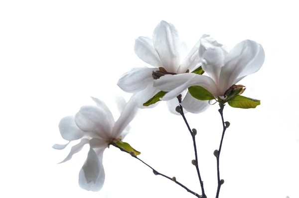 Білі квіти магнолії на білому тлі — стокове фото