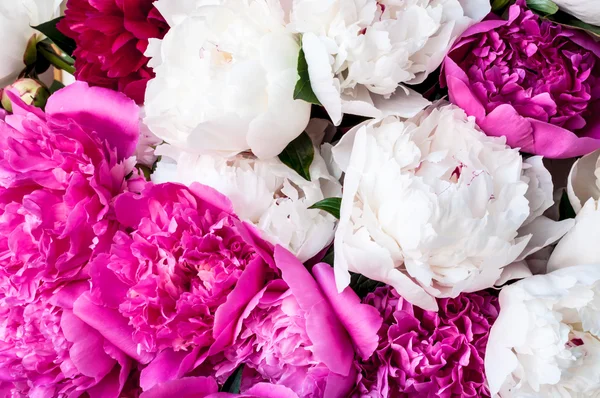 Большой букет розового и белого пиона Лицензионные Стоковые Фото
