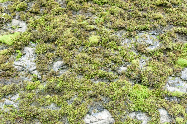 Grön mossa på gammal stenmur — Stockfoto