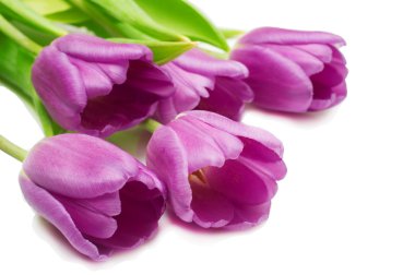 beyaz mor laleler demet