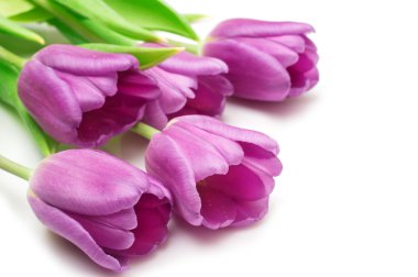 beyaz mor laleler demet