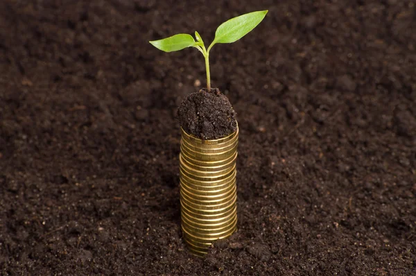 Χρυσά νομίσματα στο έδαφος με νεαρά φυτά. Έννοια της νομισματικής ανάπτυξης. — Φωτογραφία Αρχείου