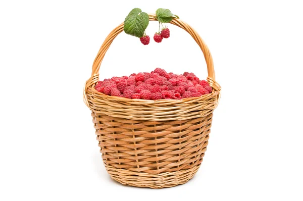 Frische reife rote Himbeeren in einer Weidenschale — Stockfoto