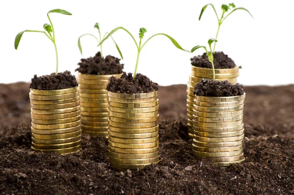 Gouden munten in de bodem met jonge plant. — Stockfoto