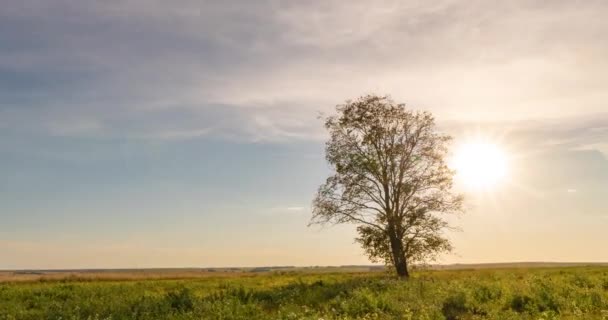 Hyperlapse around a lonely tree in a field during sunset, beautiful time lapse, autumn landscape — Stock Video