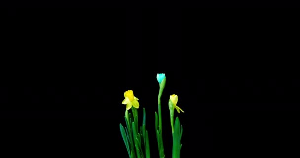 Zeitraffer-Aufnahmen von Wachstum und Blüte eines Straußes blauer und gelber Narzissen auf schwarzem Hintergrund, 4k-Video. Schöne ungewöhnliche Blumen. — Stockvideo