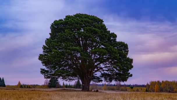 夕暮れ時、美しい時間の経過、秋の風景の中にフィールド内の孤独な木の周りのハイパーラプス — ストック動画