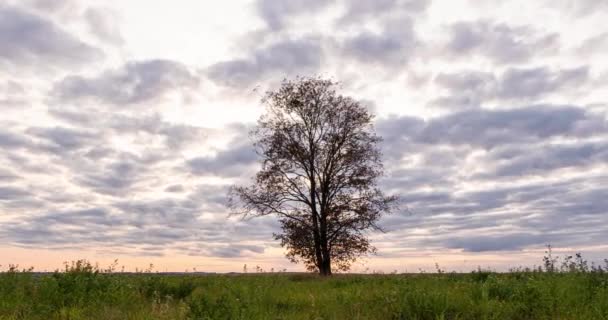 Hyperlapse intorno ad un albero solitario in un campo durante il tramonto, bel time lapse, paesaggio autunnale — Video Stock