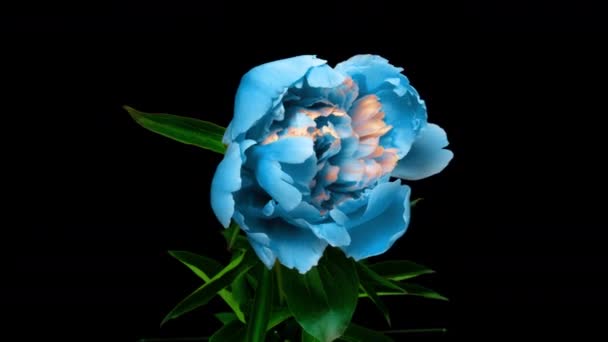 Bellissimo sfondo Peonia blu. Fioritura fiore di peonia aperto, time lapse 4K UHD video timelapse — Video Stock