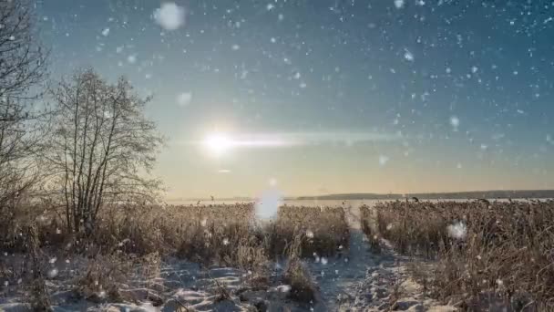 Een winter scene animatie met auto 's rijden langzaam over een besneeuwde weg en bladeren vallen zachtjes van de bomen. videolus — Stockvideo