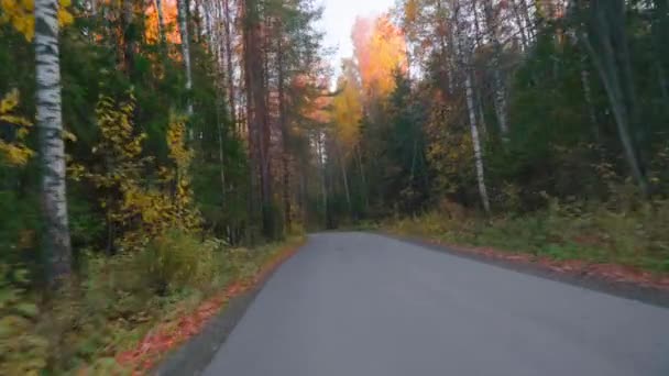 Conduciendo por un camino de asfalto vacío con marcas amarillas pasando por un bosque mixto con pinos y árboles con follaje amarillo en un día soleado de otoño. En el parque nacional del Gran Cañón, pov desde el coche — Vídeos de Stock