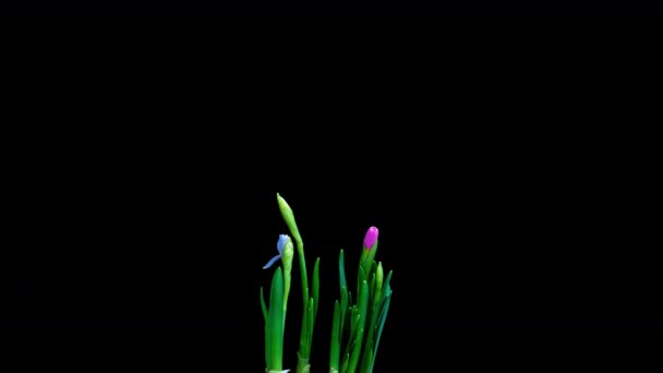 Time lapse rodaje del crecimiento y floración de un ramo de narcisos azules y amarillos sobre un fondo negro, vídeo 4k. Hermosas flores inusuales. — Vídeo de stock