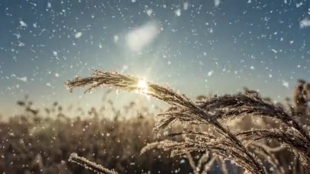 자동차가 눈덮인 도로를 천천히 달리고 나무에서 부드럽게 떨어지는 겨울 애니메이션이 있다. 비디오 루프 — 비디오