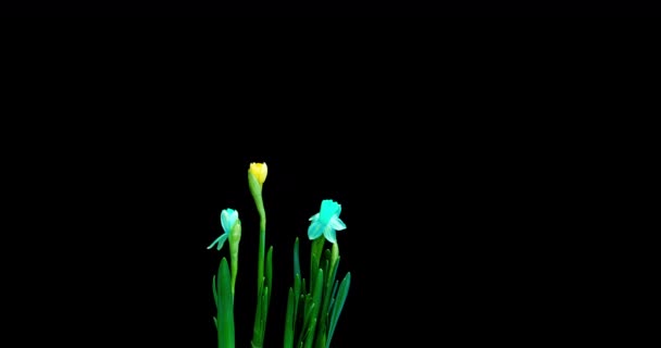 Time lapse rodaje del crecimiento y floración de un ramo de narcisos azules y amarillos sobre un fondo negro, vídeo 4k. Hermosas flores inusuales. — Vídeo de stock