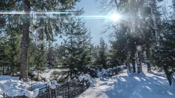 Floresta nevada. Vista de cima para baixo em uma floresta nevada de inverno, paisagem natural, florestas congeladas, bela paisagem ensolarada de inverno — Vídeo de Stock