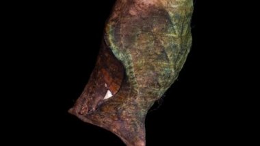 Kelebeğin pupadan çıkış süreci, zaman aşımı, kelebek pupadan doğar ve kanatlarını sallar, bilişsel ve eğitici yardım, makro fotoğrafçılık.