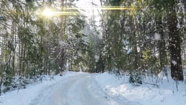 Snowy las. Widok z góry na dół w śnieżnym lesie zimowym, krajobraz naturalny, zamarznięte lasy, Słoneczny krajobraz w lesie zimowym — Wideo stockowe