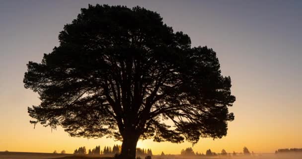 Mistige zonsopgang in een veld met een mooie vertakte dennenboom, time lapse — Stockvideo