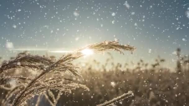 A tél jelenet animáció autók vezetés lassan le a hó borította úton, és levelek esik óvatosan a fákról. videó hurok — Stock videók