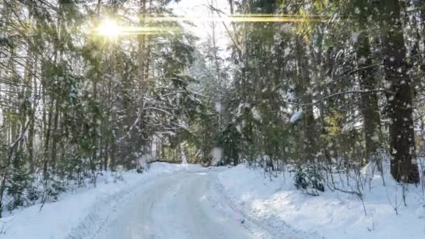 Snowy las. Widok z góry na dół w śnieżnym lesie zimowym, krajobraz naturalny, zamarznięte lasy, Słoneczny krajobraz w lesie zimowym — Wideo stockowe