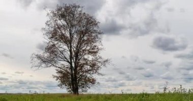 Gün batımında bir tarladaki yalnız bir ağacın etrafında aşırı hız yapmak, güzel bir zaman atlaması, sonbahar manzarası.
