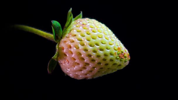 Fragola matura in time lapse su sfondo nero, da vicino HD video — Video Stock