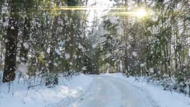 Snowy las. Widok z góry na dół w śnieżnym lesie zimowym, krajobraz naturalny, zamarznięte lasy, Słoneczny krajobraz w lesie zimowym — Wideo stockowe