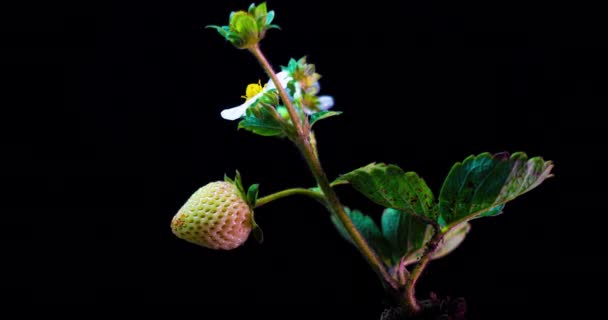 Jahodový keř zraje v časovém skluzu na černém pozadí, zrající remontant jahody — Stock video