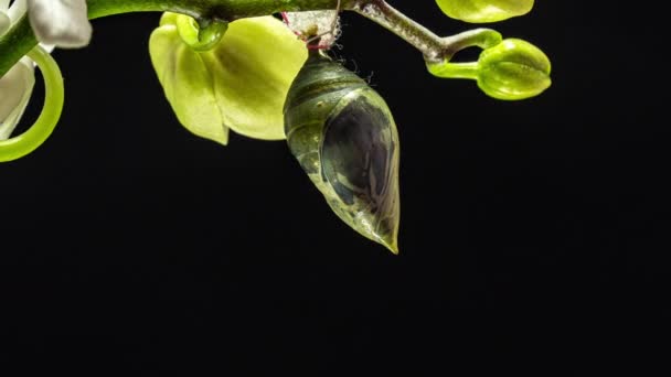 Morpho kelebekleri pupa 'dan imago' ya, zaman aşımı, HD video, siyah arkaplan üzerine doğar. — Stok video