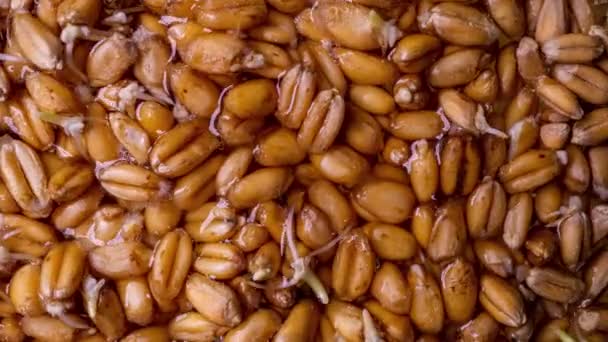 Processo di germinazione del grano in time lapse, macro shooting, concetto di inizio vita — Video Stock