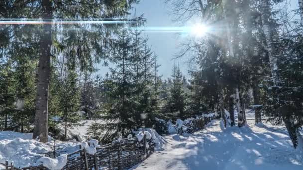 Snowy las. Widok z góry na dół w śnieżnym lesie zimowym, krajobraz naturalny, zamarznięte lasy, Piękny zimowy słoneczny krajobraz — Wideo stockowe