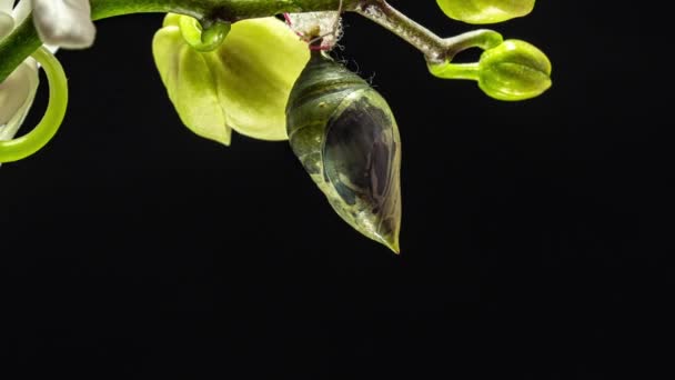 Morpho-Schmetterlinge werden von der Puppe bis zur Imago geboren, Zeitraffer, HD-Video, auf schwarzem Hintergrund — Stockvideo